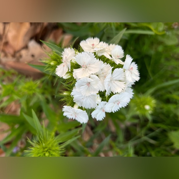 🪺Welcome to my closet🪺 - Picture 7 of 15